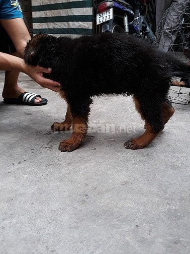 Bán và nhận phối giống  các giống chó thuần chủng