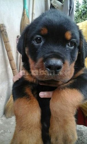 Bán và nhận phối giống  các giống chó thuần chủng
