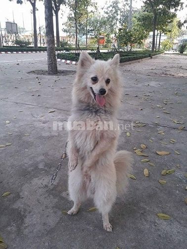 Bán và nhận phối giống  các giống chó thuần chủng