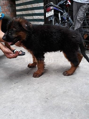 Bán và nhận phối giống  các giống chó thuần chủng