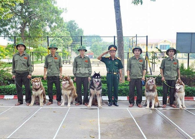 Bán và nhận phối giống  các giống chó thuần chủng