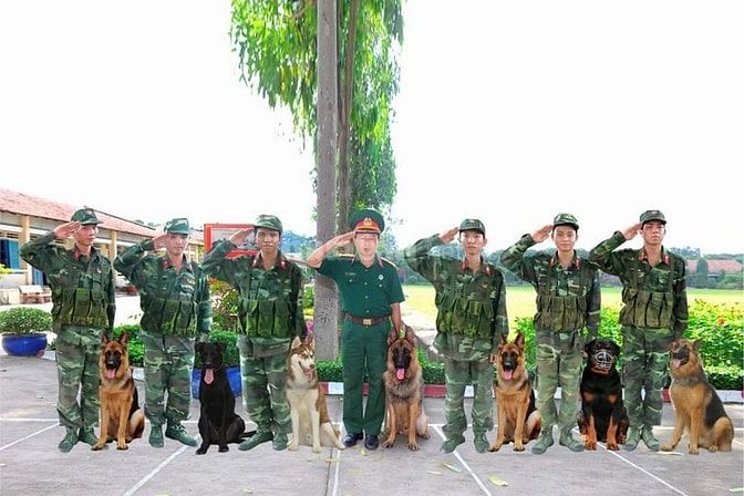 Bán và nhận phối giống  các giống chó thuần chủng