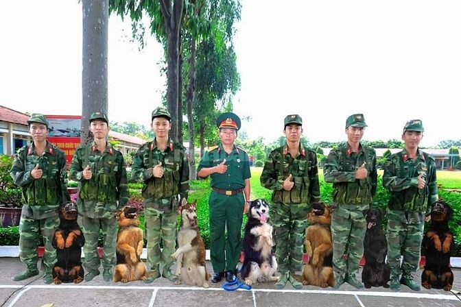 Bán và nhận phối giống  các giống chó thuần chủng