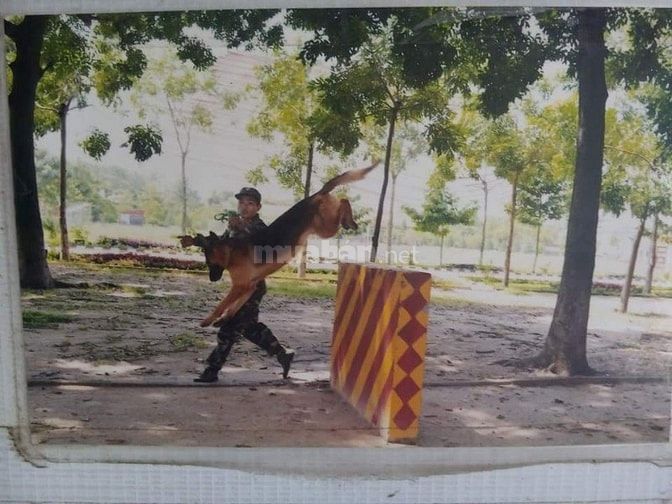 Bán và nhận phối giống  các giống chó thuần chủng