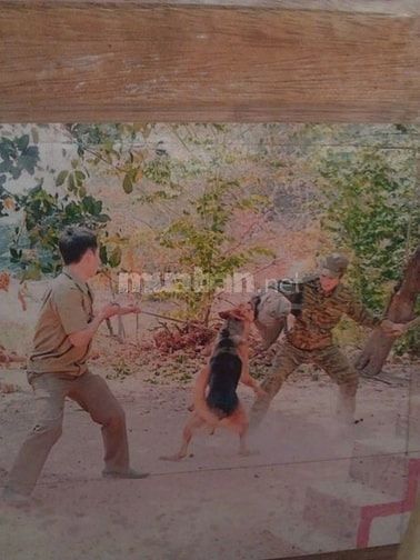 Bán và nhận phối giống  các giống chó thuần chủng