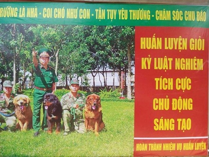 Bán và nhận phối giống  các giống chó thuần chủng
