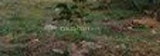 Bán Đất đầu tư , bán GD 1, lô D-2, gần Vòng Xoay Tân Kim , Shr, 103m2 44762248 Bán Đất đầu tư , bán GD 1, lô D-2, gần Vòng Xoay Tân Kim , Shr, 103m2