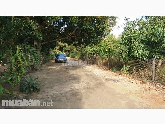 CHÍNH CHỦ BÁN lô đất thổ cư ra mặt tiền, 15x30m, 900tr, Cam Lâm 45251893 CHÍNH CHỦ BÁN lô đất thổ cư ra mặt tiền, 15x30m, 900tr, Cam Lâm