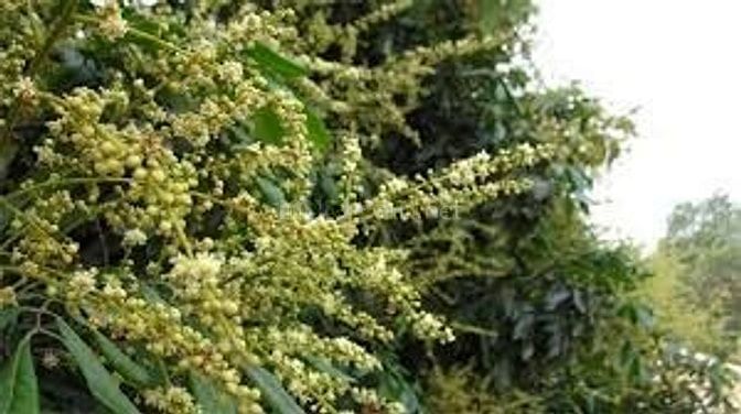 Chuyên cung cấp mật ong nhãn - mật ong cao su sĩ và lẽ giá tận gốc 46534258 Chuyên cung cấp mật ong nhãn - mật ong cao su sĩ và lẽ giá tận gốc
