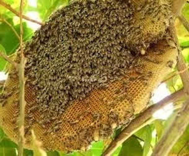 Chuyên cung cấp mật ong nhãn - mật ong cao su sĩ và lẽ giá tận gốc 46534258 Chuyên cung cấp mật ong nhãn - mật ong cao su sĩ và lẽ giá tận gốc