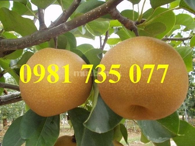 Cung cấp cây giống lê nâu số lượng lớn 44400808 Cung cấp cây giống lê nâu số lượng lớn