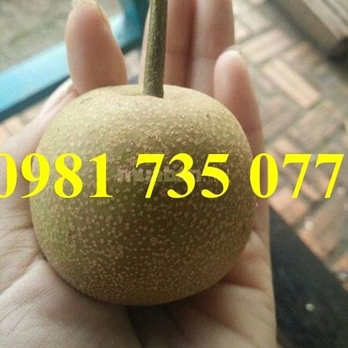 Cung cấp cây giống lê nâu số lượng lớn 44400808 Cung cấp cây giống lê nâu số lượng lớn