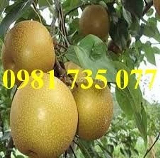 Cung cấp cây giống lê nâu số lượng lớn 44400808 Cung cấp cây giống lê nâu số lượng lớn