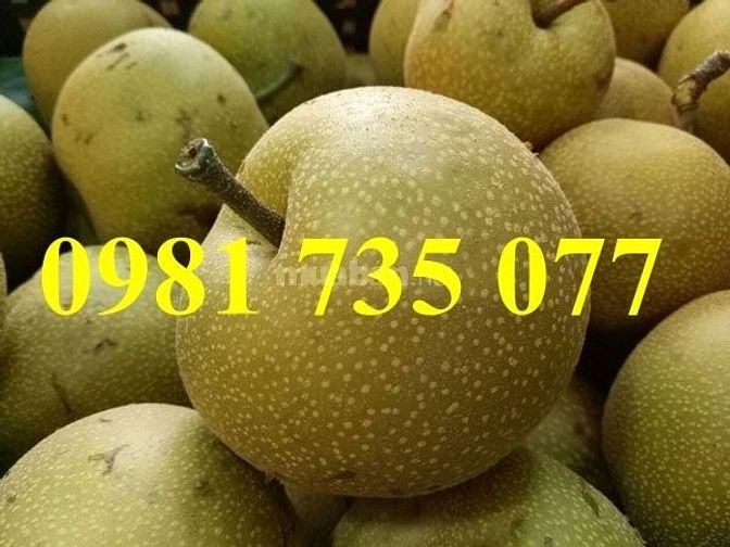 Cung cấp cây giống lê nâu số lượng lớn 44400808 Cung cấp cây giống lê nâu số lượng lớn
