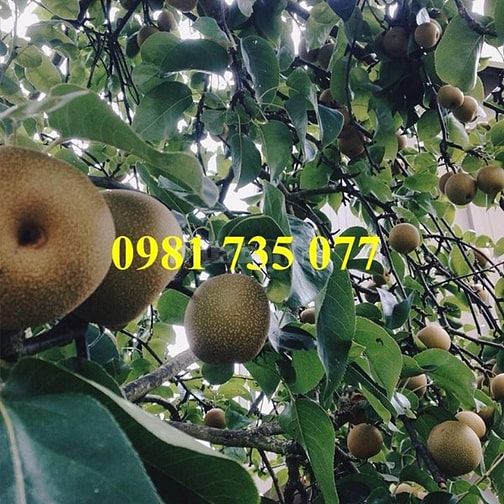 Cung cấp cây giống lê nâu số lượng lớn 44400808 Cung cấp cây giống lê nâu số lượng lớn