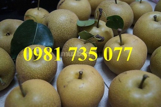 Cung cấp cây giống lê nâu số lượng lớn 44400808 Cung cấp cây giống lê nâu số lượng lớn