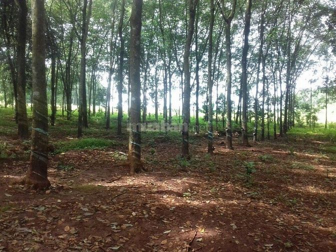 Bán 2,9ha cao su đất đỏ bagian giá 2,25 tỷ 47075043 Bán 2,9ha cao su đất đỏ bagian giá 2,25 tỷ