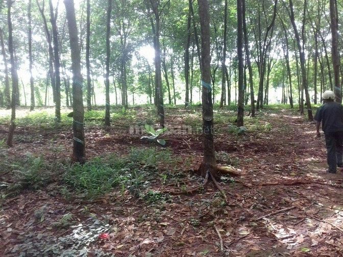 Bán 2,9ha cao su đất đỏ bagian giá 2,25 tỷ 47075043 Bán 2,9ha cao su đất đỏ bagian giá 2,25 tỷ