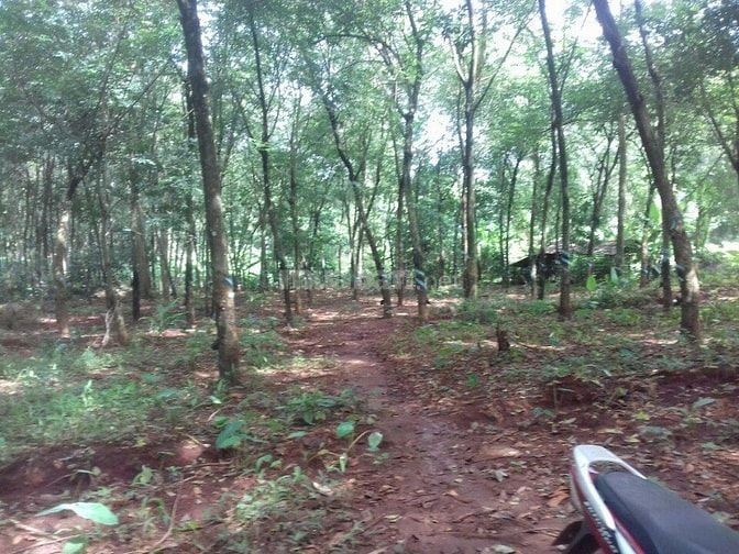 Bán 2,9ha cao su đất đỏ bagian giá 2,25 tỷ 47075043 Bán 2,9ha cao su đất đỏ bagian giá 2,25 tỷ
