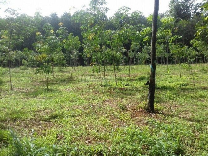 Bán 2,9ha cao su đất đỏ bagian giá 2,25 tỷ 47075043 Bán 2,9ha cao su đất đỏ bagian giá 2,25 tỷ