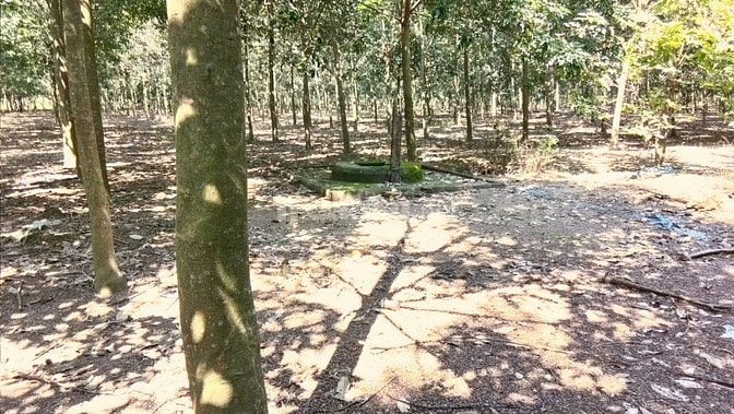 Bán 7ha cao su có nhà ở tân phú thuận phú đồng phú bình phước 47793132 Bán 7ha cao su có nhà ở tân phú thuận phú đồng phú bình phước