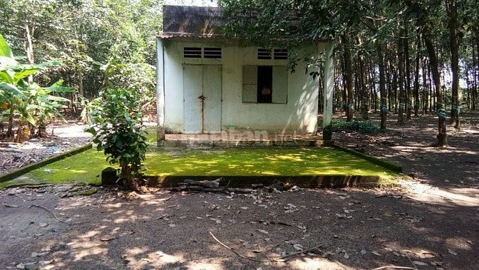 Bán 7ha cao su có nhà ở tân phú thuận phú đồng phú bình phước 47793132 Bán 7ha cao su có nhà ở tân phú thuận phú đồng phú bình phước