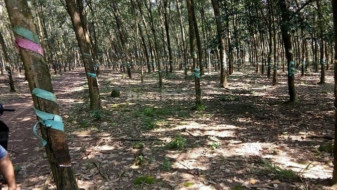 Bán 7ha cao su có nhà ở tân phú thuận phú đồng phú bình phước 47793132 Bán 7ha cao su có nhà ở tân phú thuận phú đồng phú bình phước