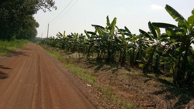 Bán 7ha cao su có nhà ở tân phú thuận phú đồng phú bình phước 47793132 Bán 7ha cao su có nhà ở tân phú thuận phú đồng phú bình phước