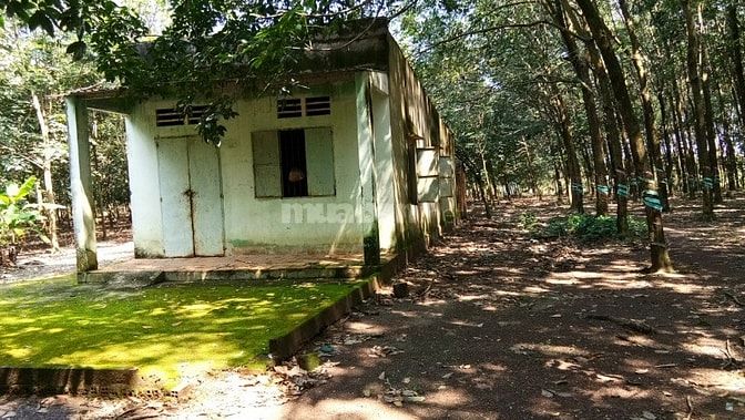 Bán 7ha cao su có nhà ở tân phú thuận phú đồng phú bình phước 47793132 Bán 7ha cao su có nhà ở tân phú thuận phú đồng phú bình phước