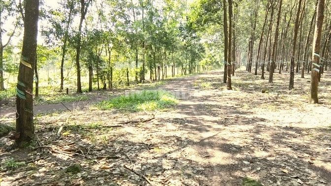 Bán 7ha cao su có nhà ở tân phú thuận phú đồng phú bình phước 47793132 Bán 7ha cao su có nhà ở tân phú thuận phú đồng phú bình phước