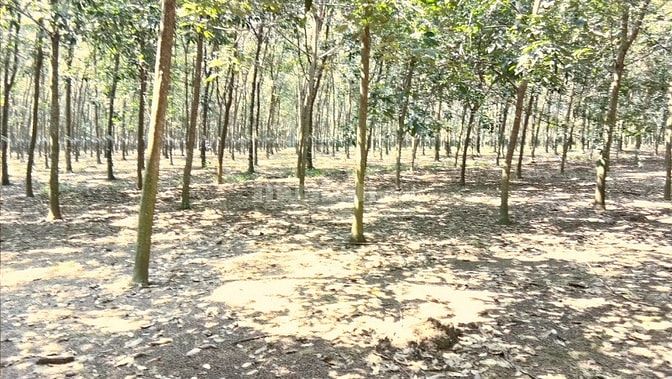 Bán 7ha cao su có nhà ở tân phú thuận phú đồng phú bình phước 47793132 Bán 7ha cao su có nhà ở tân phú thuận phú đồng phú bình phước
