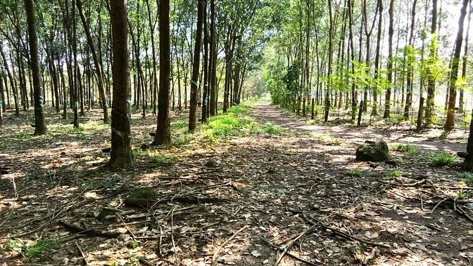 Bán 7ha cao su có nhà ở tân phú thuận phú đồng phú bình phước 47793132 Bán 7ha cao su có nhà ở tân phú thuận phú đồng phú bình phước