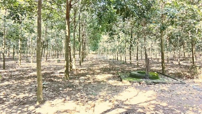 Bán 7ha cao su có nhà ở tân phú thuận phú đồng phú bình phước 47793132 Bán 7ha cao su có nhà ở tân phú thuận phú đồng phú bình phước