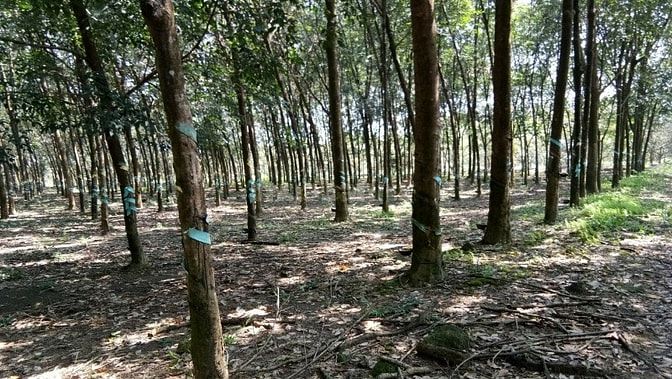 Bán 7ha cao su có nhà ở tân phú thuận phú đồng phú bình phước 47793132 Bán 7ha cao su có nhà ở tân phú thuận phú đồng phú bình phước