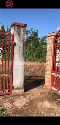 Bán 4,1ha cao su đẹp mới cạo năm 2 giá 2,95 tỷ 48142493 Bán 4,1ha cao su đẹp mới cạo năm 2 giá 2,95 tỷ