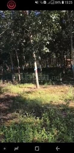 Bán 4,1ha cao su đẹp mới cạo năm 2 giá 2,95 tỷ 48142493 Bán 4,1ha cao su đẹp mới cạo năm 2 giá 2,95 tỷ