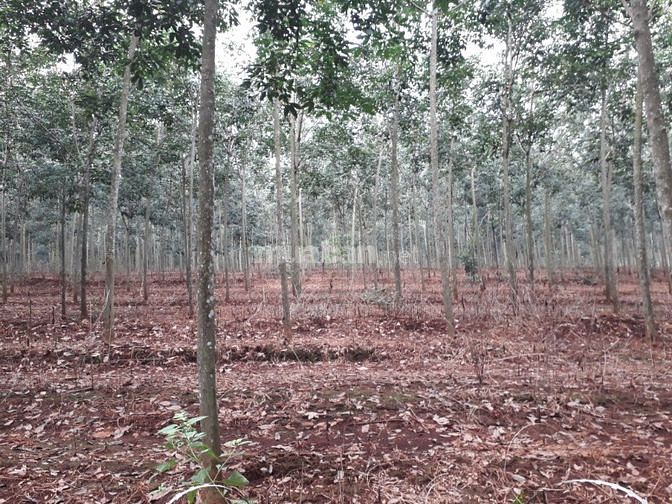 Bán 14,6 ha cao su đất đỏ bagian giá rẻ 570 triệu/ha 48643235 Bán 14,6 ha cao su đất đỏ bagian giá rẻ 570 triệu/ha