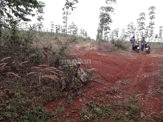 Bán 14,6 ha cao su đất đỏ bagian giá rẻ 570 triệu/ha 48643235 Bán 14,6 ha cao su đất đỏ bagian giá rẻ 570 triệu/ha