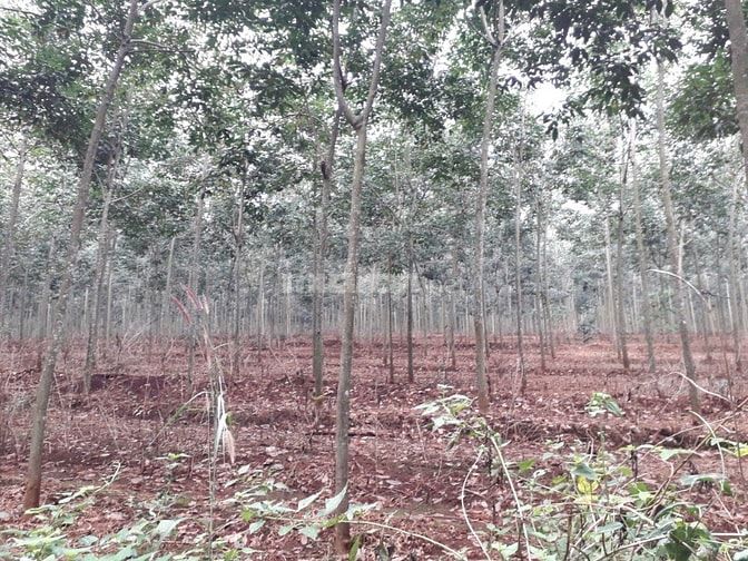 Bán 14,6 ha cao su đất đỏ bagian giá rẻ 570 triệu/ha 48643235 Bán 14,6 ha cao su đất đỏ bagian giá rẻ 570 triệu/ha