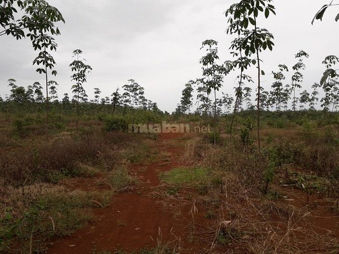 Bán 14,6 ha cao su đất đỏ bagian giá rẻ 570 triệu/ha 48643235 Bán 14,6 ha cao su đất đỏ bagian giá rẻ 570 triệu/ha