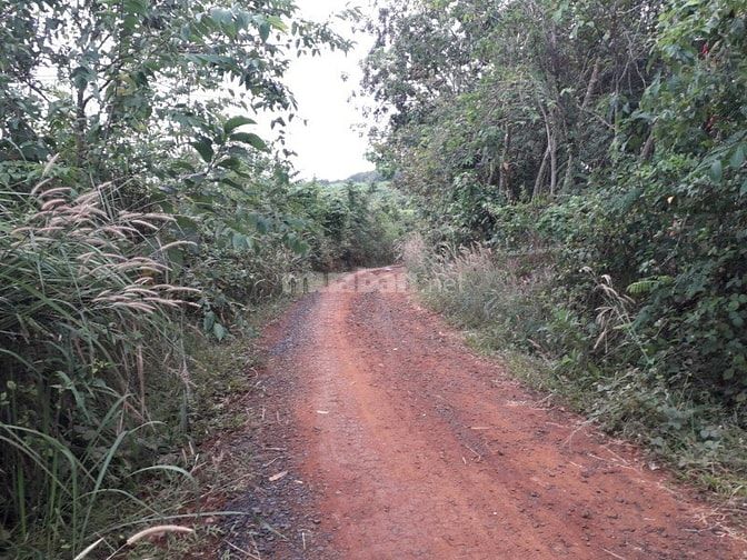 Bán 14,6 ha cao su đất đỏ bagian giá rẻ 570 triệu/ha 48643235 Bán 14,6 ha cao su đất đỏ bagian giá rẻ 570 triệu/ha