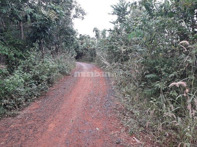 Bán 14,6 ha cao su đất đỏ bagian giá rẻ 570 triệu/ha 48643235 Bán 14,6 ha cao su đất đỏ bagian giá rẻ 570 triệu/ha