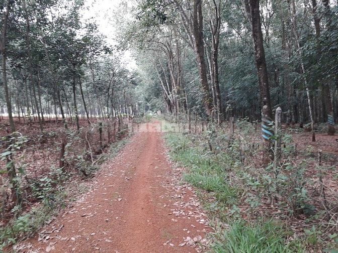 Bán 14,6 ha cao su đất đỏ bagian giá rẻ 570 triệu/ha 48643235 Bán 14,6 ha cao su đất đỏ bagian giá rẻ 570 triệu/ha