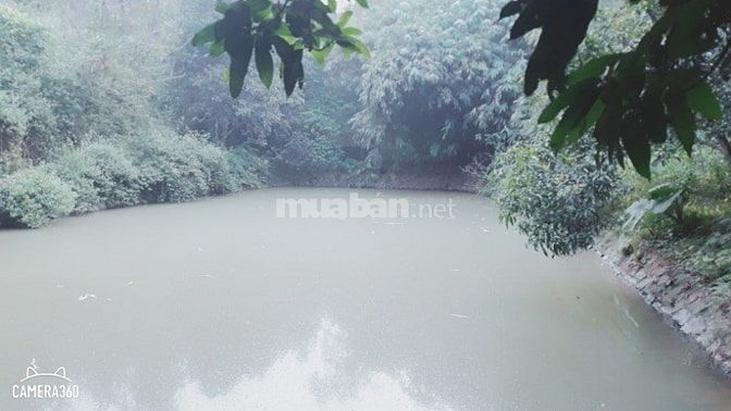 Cần bán gấp lô đất có diện tích 8000m view đẹp xã cư yên 48897934 Cần bán gấp lô đất có diện tích 8000m view đẹp xã cư yên