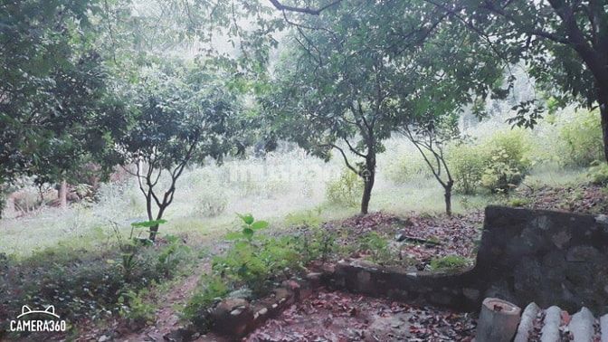 Cần bán gấp lô đất có diện tích 8000m view đẹp xã cư yên 48897934 Cần bán gấp lô đất có diện tích 8000m view đẹp xã cư yên
