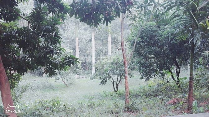 Cần bán gấp lô đất có diện tích 8000m view đẹp xã cư yên 48897934 Cần bán gấp lô đất có diện tích 8000m view đẹp xã cư yên