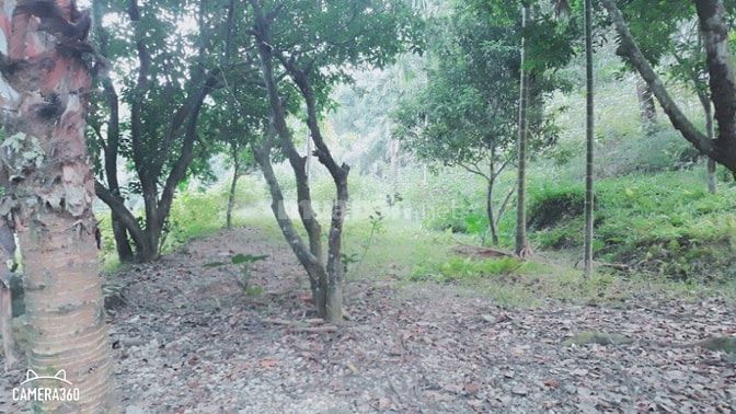 Cần bán gấp lô đất có diện tích 8000m view đẹp xã cư yên 48897934 Cần bán gấp lô đất có diện tích 8000m view đẹp xã cư yên
