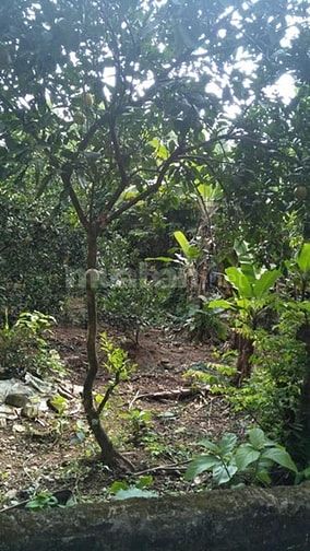 Bán GẤP mảnh đất dt 40m2, Khu Việt Hà - Cổ Nhuế bán 650tr 49322606 Bán GẤP mảnh đất dt 40m2, Khu Việt Hà - Cổ Nhuế bán 650tr