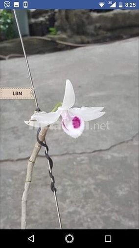 Bán phi điệp đột biến 2tr/cm ( Giả hạc) 55704807 Bán phi điệp đột biến 2tr/cm ( Giả hạc)
