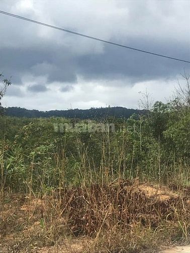 Bán đất trồng rừng lâm nghiệp 55920604 Bán đất trồng rừng lâm nghiệp